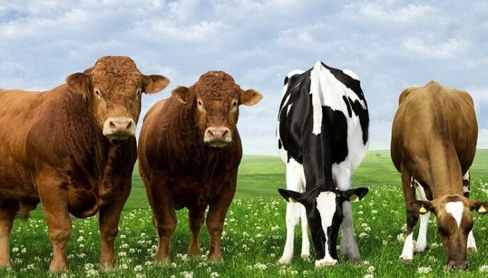 2024 büyükbaş hayvancılık hibe desteği şartları nelerdir, nasıl alınır? Büyükbaş hayvancılık hibe desteği ne zaman verilecek? - 1. Resim