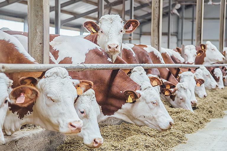 2024 büyükbaş hayvancılık hibe desteği şartları nelerdir, nasıl alınır? Büyükbaş hayvancılık hibe desteği ne zaman verilecek? - 4. Resim