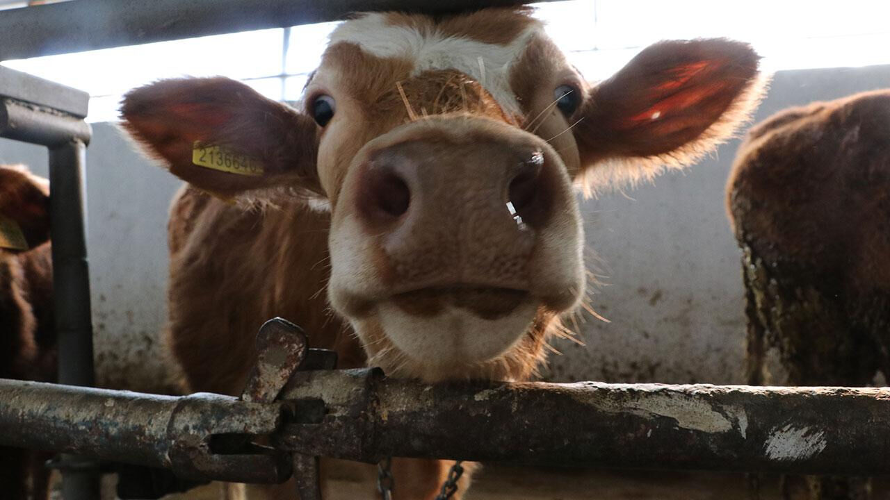 2024 büyükbaş hayvancılık hibe desteği şartları nelerdir, nasıl alınır? Büyükbaş hayvancılık hibe desteği ne zaman verilecek? - 3. Resim