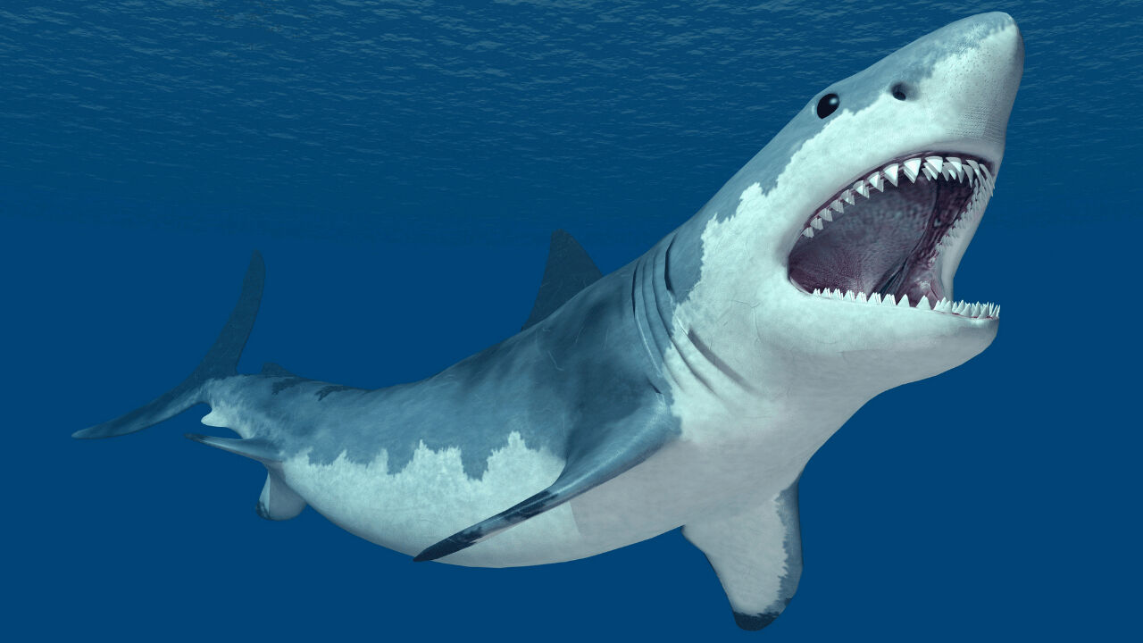 65 yıl yaşayabiliyorlar! Köpek balıkları hakkında yeni bilgiler ortaya çıktı 65 yıl yaşayabiliyorlar! Köpek balıkları hakkında yeni bilgiler ortaya çıktı - 1. Resim