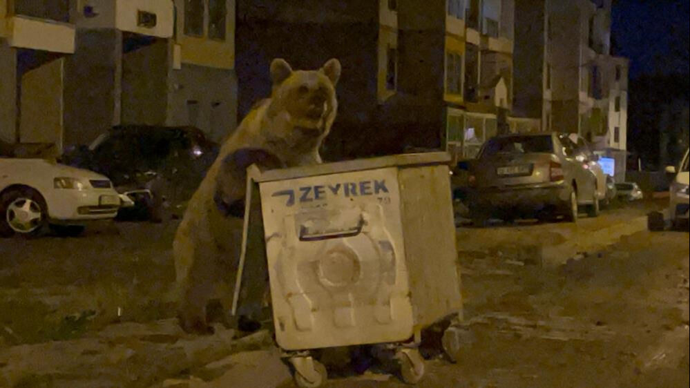 Kars'ta tehlikeli özçekim! Resmen ayılara meydan okudu - 1. Resim