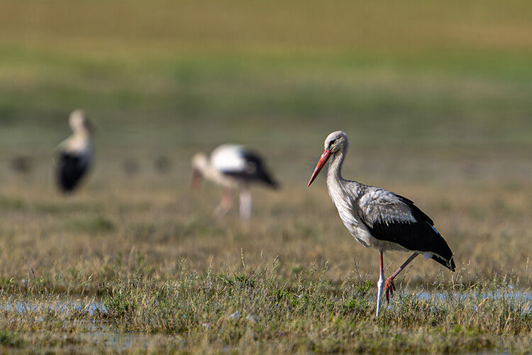 Resmi Gazete'de yayımlandı! Seyfe Gölü'nün sınırları yeniden belirlendi Resmi Gazete'de yayımlandı! Seyfe Gölü'nün sınırları yeniden belirlendi - 1. Resim