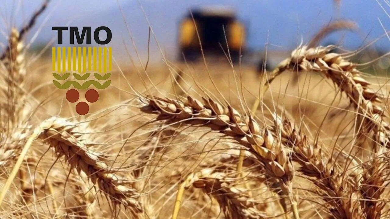 Buğday alım ve prim ödemeleri çiftçiye ne zaman yapılacak? TMO Genel Müdürü tarih vererek açıkladı - 1. Resim