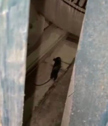 Fırında hijyen denetimi yapan ekipleri şoke eden görüntü Fırında hijyen denetimi yapan ekipleri şoke eden görüntü - 2. Resim