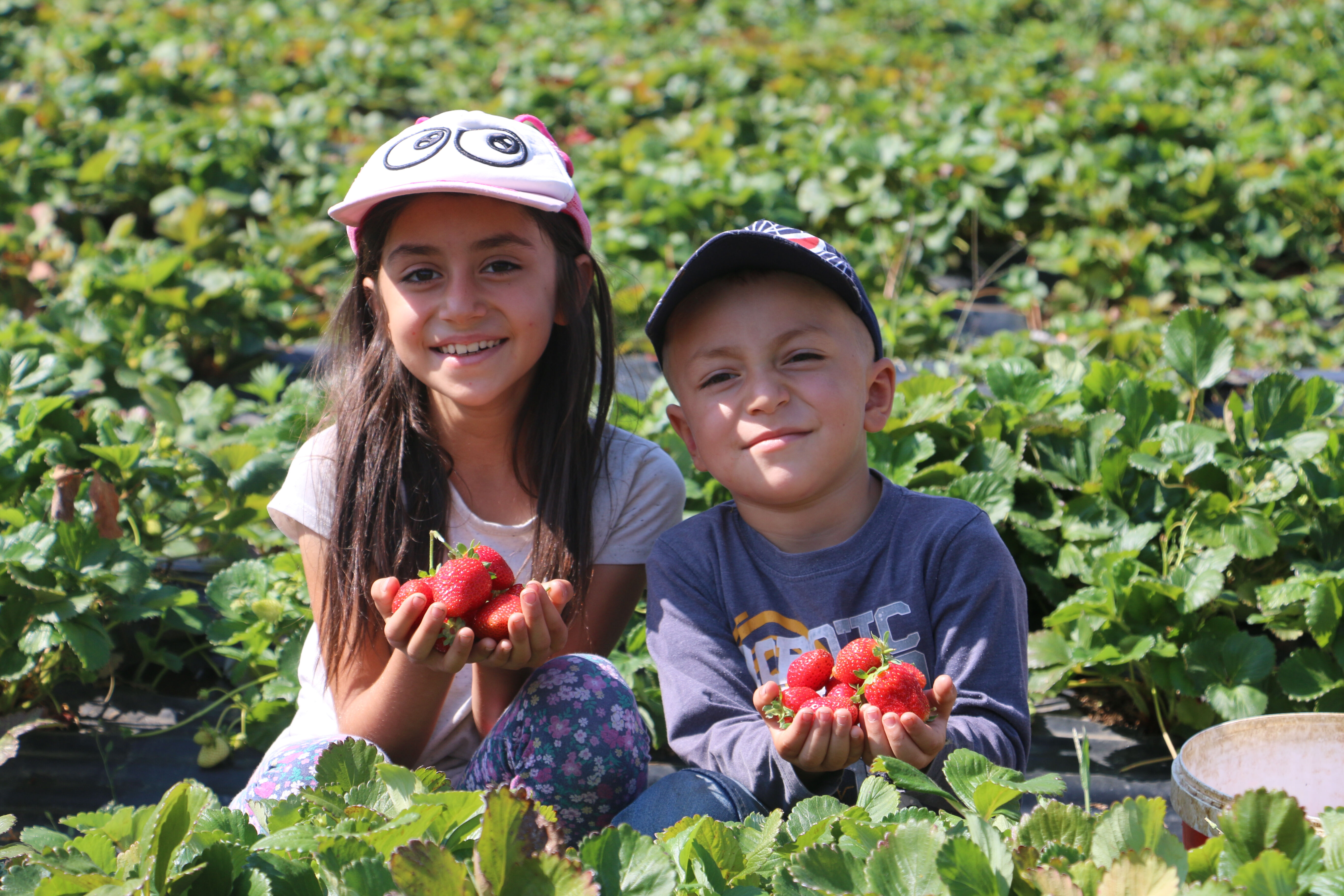 Bozkırdan çilek tarlasına dönüştü: 5 dekardan 900 dekara...Paraya para demiyorlar Bozkırdan çilek tarlasına dönüştü: 5 dekardan 900 dekara...Paraya para demeyecekler! - 4. Resim