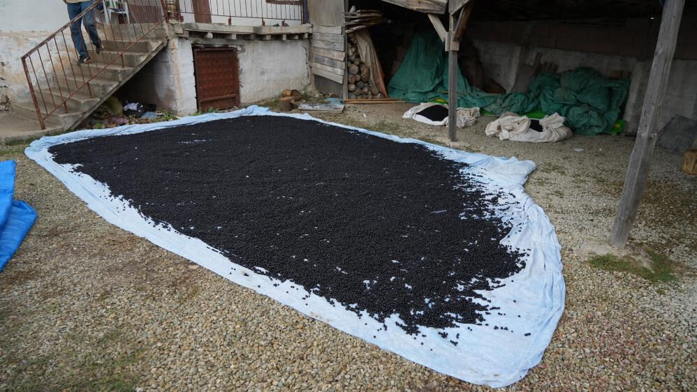 Kırıkkale'de yetiştirilen, her derde deva 'süper meyve'nin ilk hasadı yapıldı! Kilosu 200 lira Kırıkkale'de yetiştirilen, her derde deva 'süper meyve'nin ilk hasadı yapıldı! Kilosu 200 lira - 5. Resim