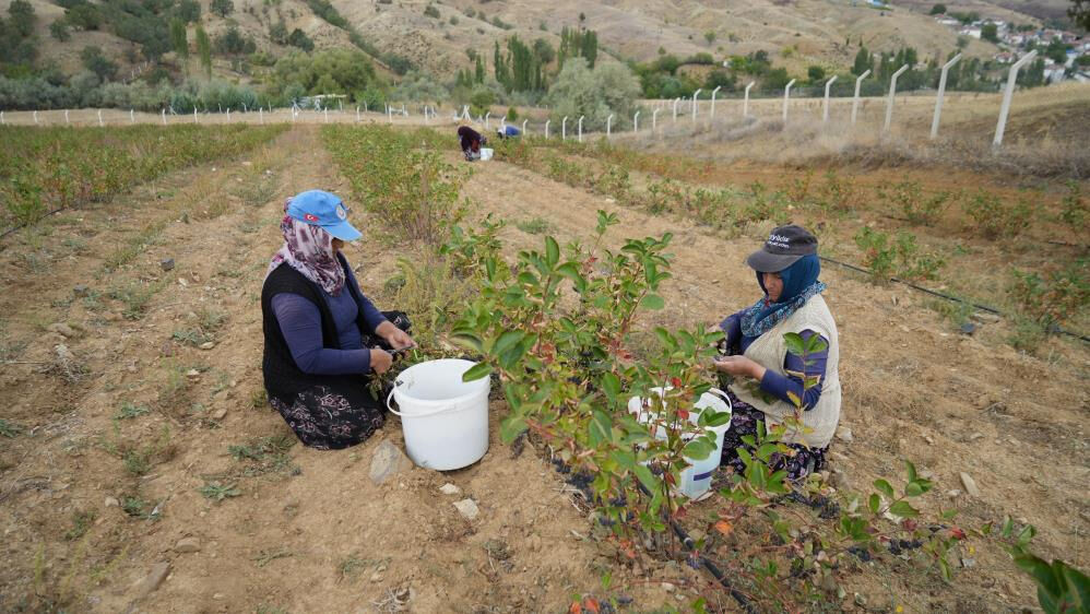 Kırıkkale'de yetiştirilen, her derde deva 'süper meyve'nin ilk hasadı yapıldı! Kilosu 200 lira Kırıkkale'de yetiştirilen, her derde deva 'süper meyve'nin ilk hasadı yapıldı! Kilosu 200 lira - 2. Resim
