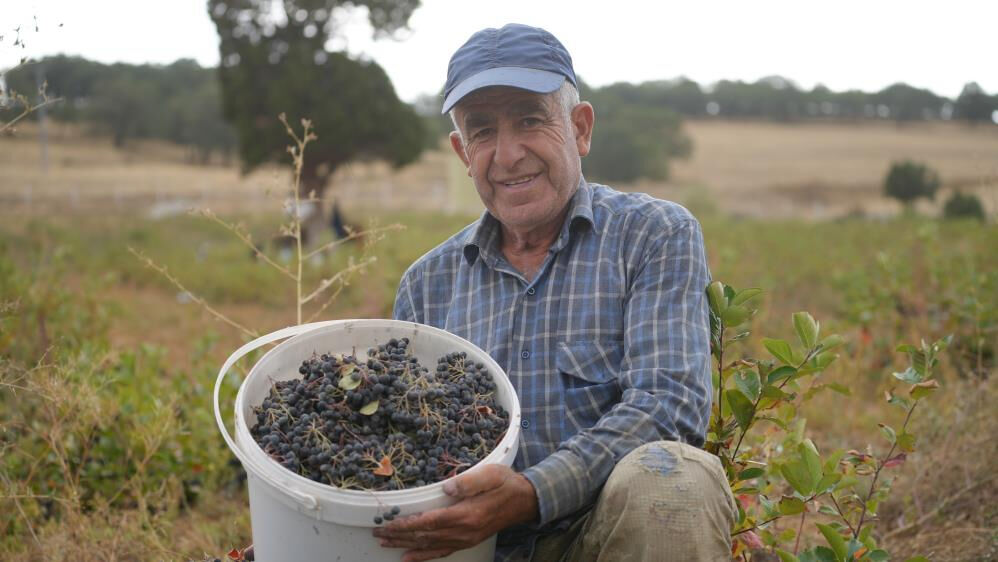 Kırıkkale'de yetiştirilen, her derde deva 'süper meyve'nin ilk hasadı yapıldı! Kilosu 200 lira Kırıkkale'de yetiştirilen, her derde deva 'süper meyve'nin ilk hasadı yapıldı! Kilosu 200 lira - 4. Resim