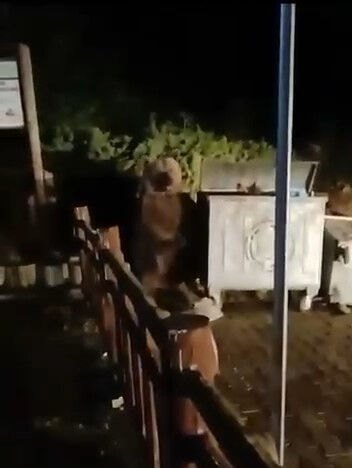 Bursa'da ayı saldırısı! Köpekler olmasa yem oluyordu - 1. Resim