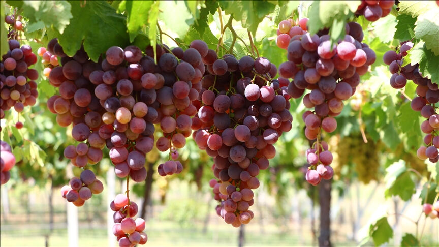 Her derde deva! Uzmanlar özellikle uyardı: Üzümü çekirdeğiyle yiyin - 1. Resim