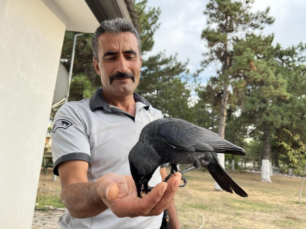 Kadrolu karga! Her gün Sivas İl Sağlık Müdürlüğü'nde mesai yapıyor - 2. Resim