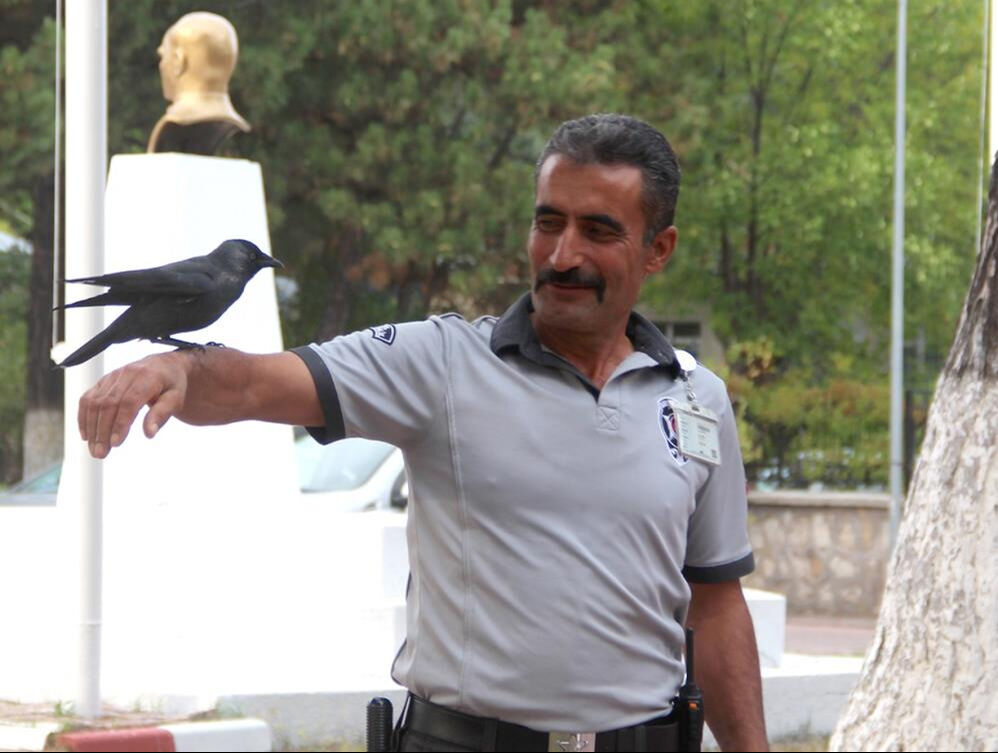 Kadrolu karga! Her gün Sivas İl Sağlık Müdürlüğü'nde mesai yapıyor - 1. Resim