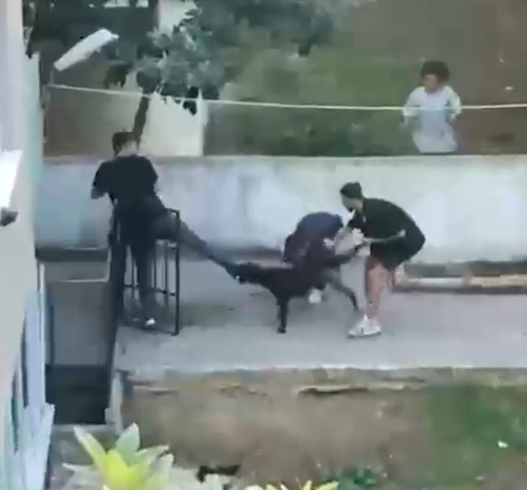 İstanbul'un göbeğinde pitbull saldırısı! 