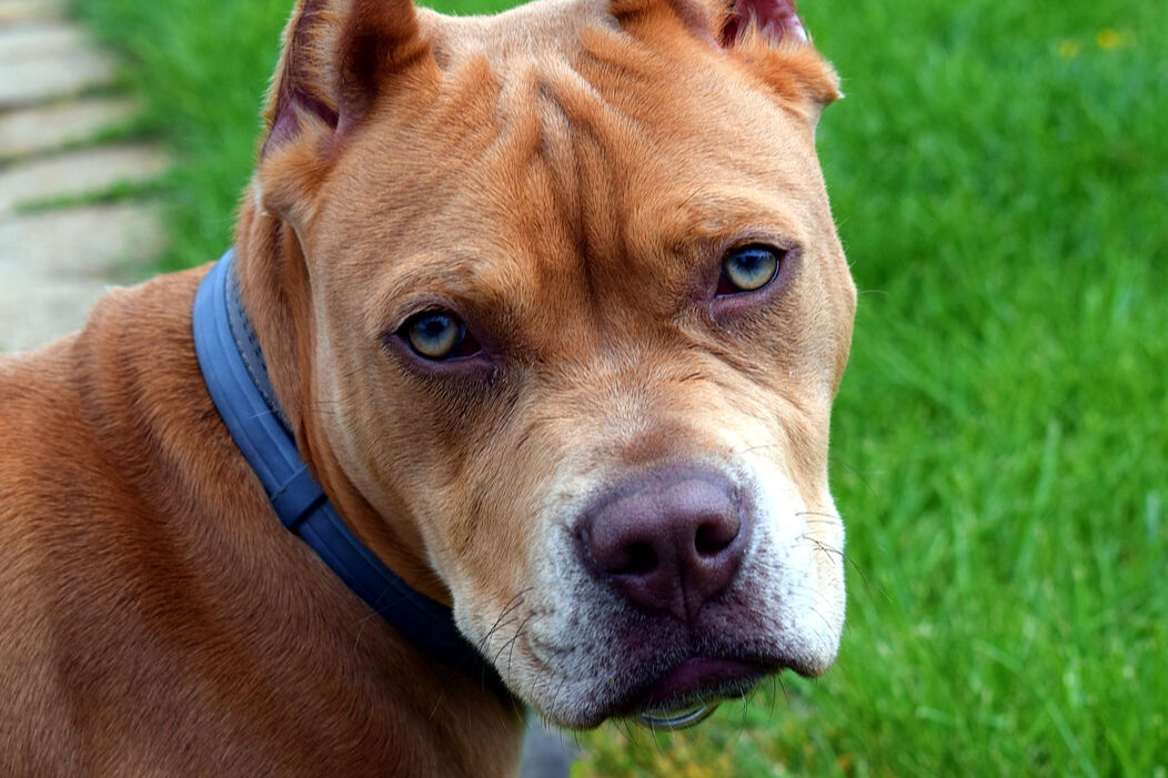 Pitbull beslemek ve sahiplendirilmesi 5199 sayılı maddeye göre Türkiye'de yasak - 1. Resim