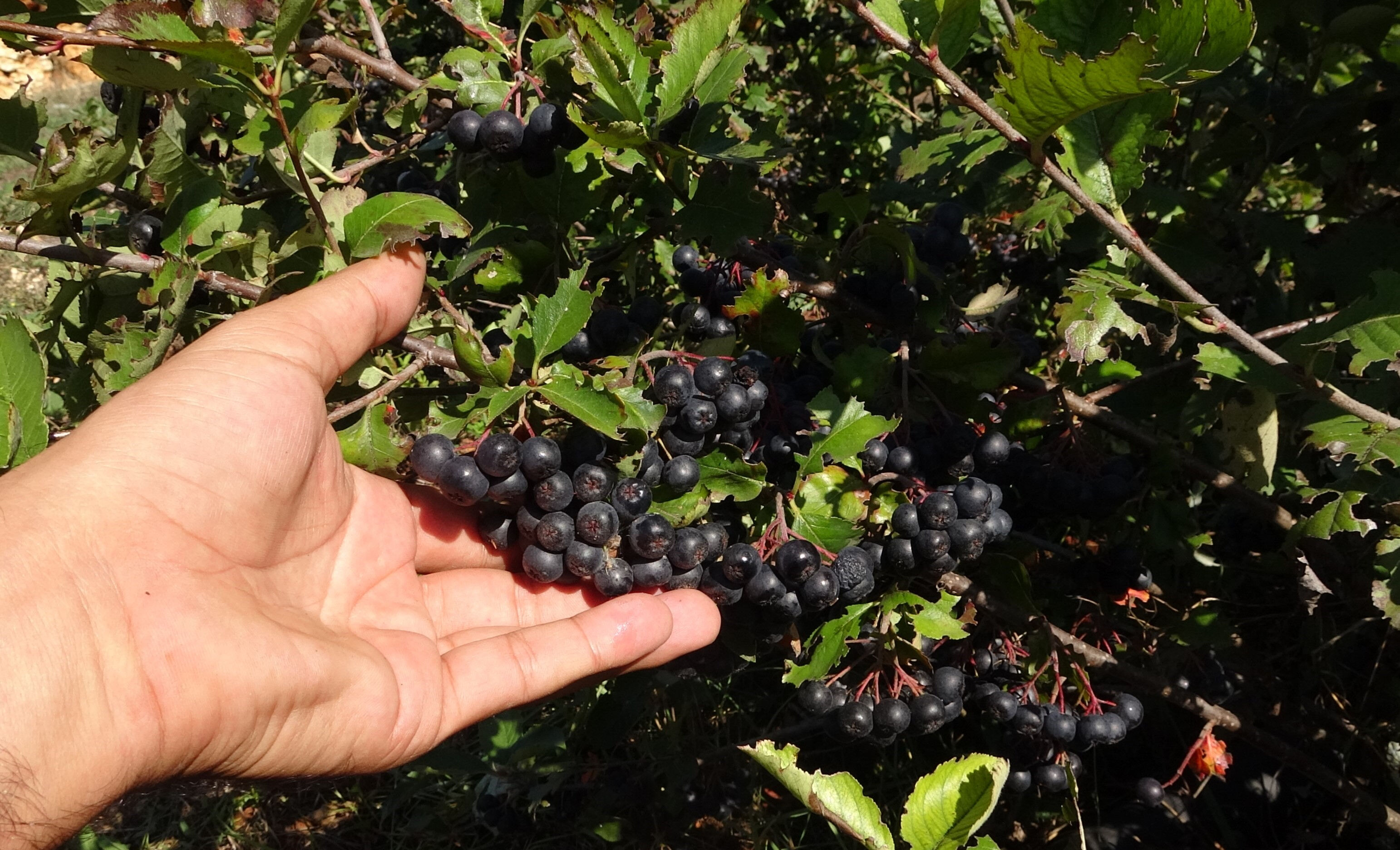 Şifa deposu aronyayı keşfetti, üreterek ata topraklarını ihya etti: Kilosu 250 kurusu 1000 TL - 2. Resim