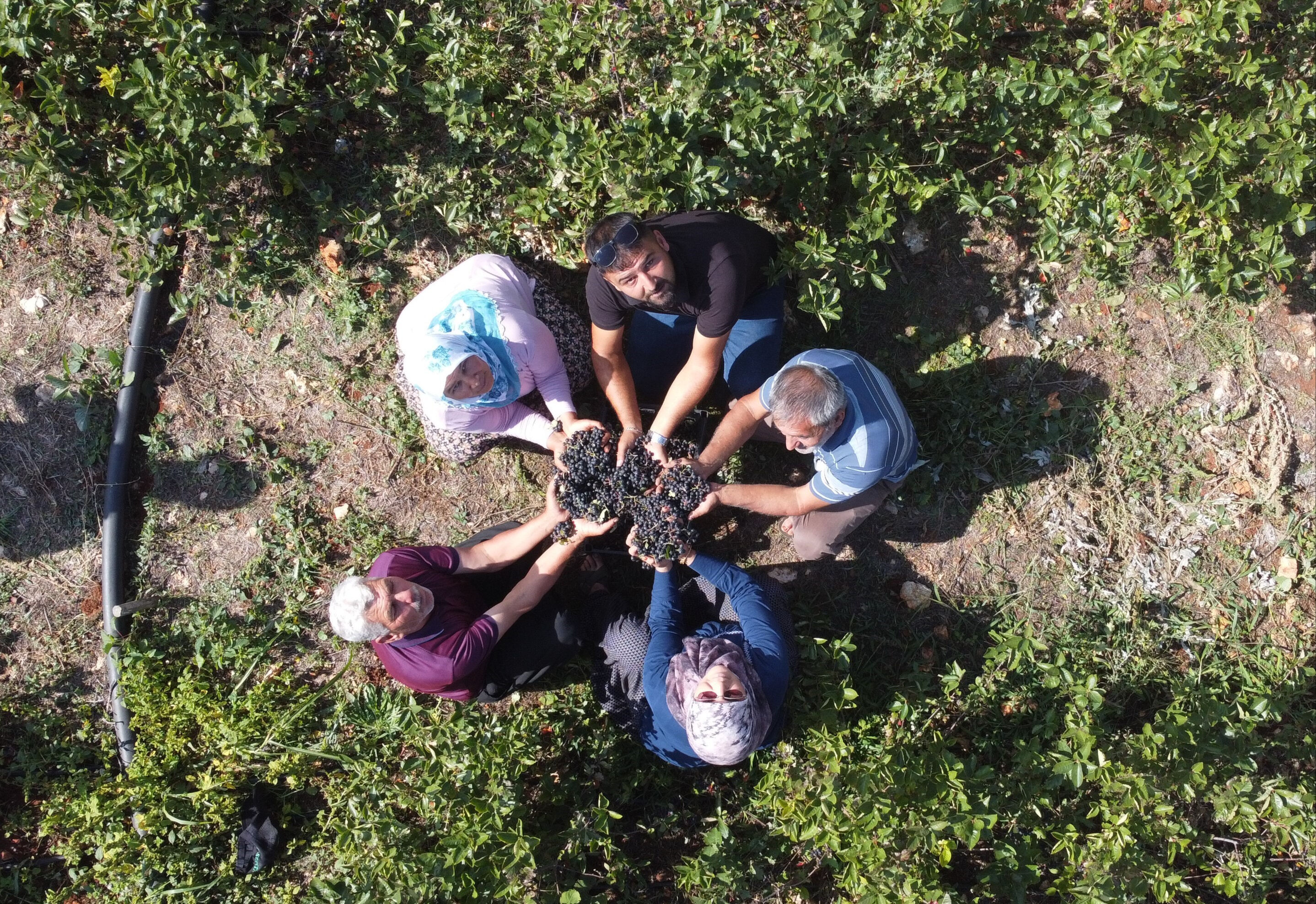 Şifa deposu aronyayı keşfetti, üreterek ata topraklarını ihya etti: Kilosu 250 kurusu 1000 TL - 4. Resim