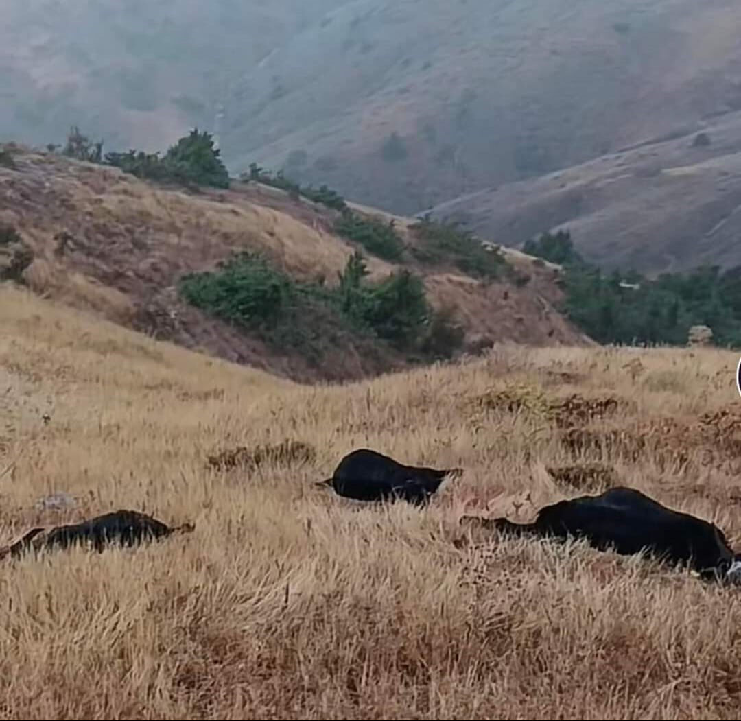 5 ilde yıldırım faciası! 3 kişi öldü, 9 kişi yaralandı, hayvanlar ise telef oldu - 4. Resim