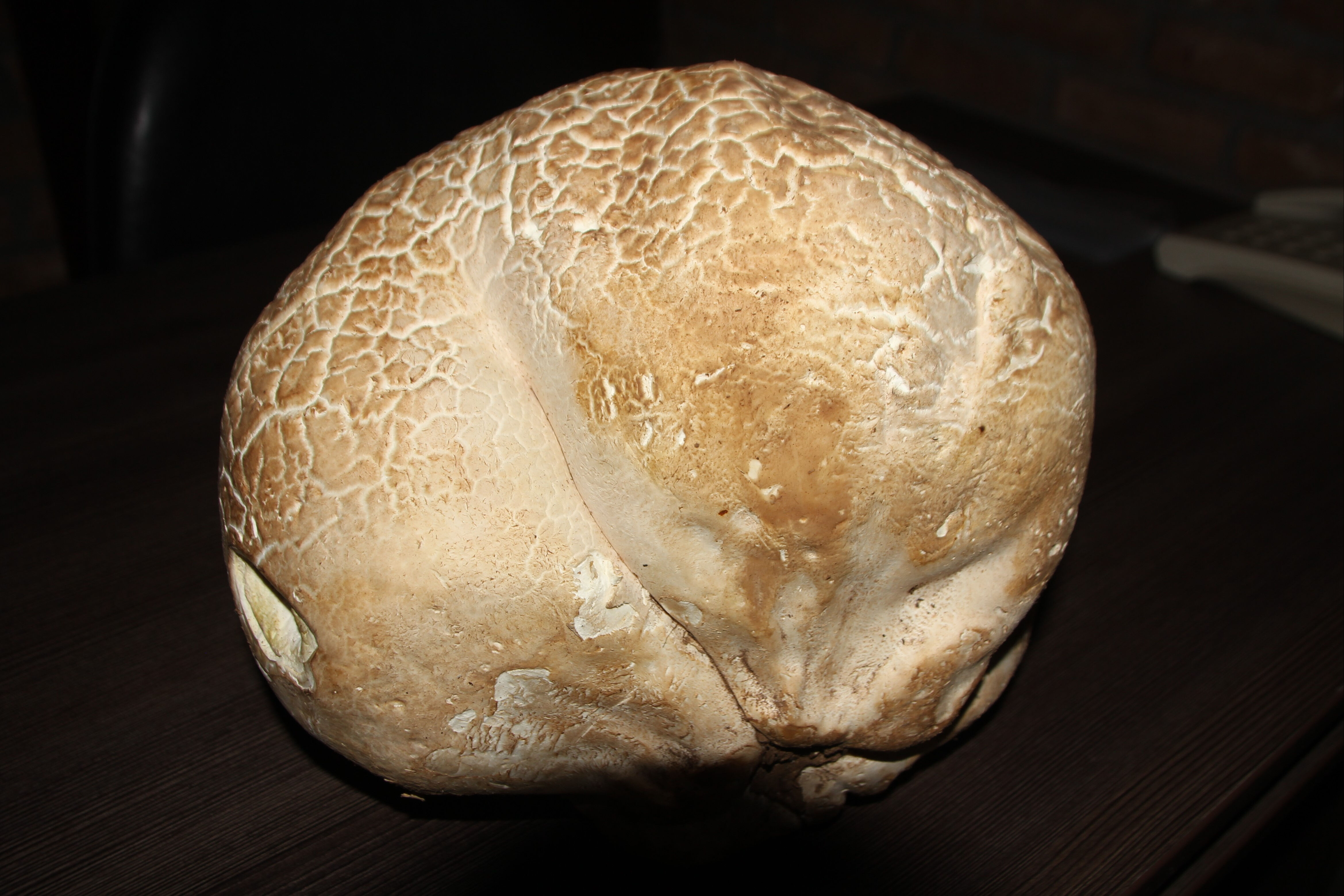 Gören gözlerine inanamadı! Antalya'da 8 kilo ağırlığında mantar bulundu Gören gözlerine inanamadı! Antalya'da 8 kilo ağırlığında mantar bulundu - 1. Resim