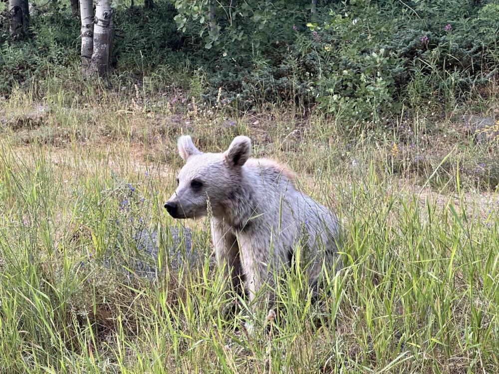 Yavru ayılar Bitlis'in maskotu oldu! Özçekim yapıp, cips verdiler - 3. Resim