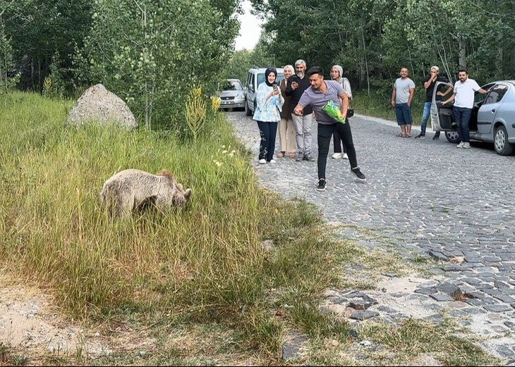 Yavru ayılar Bitlis'in maskotu oldu! Özçekim yapıp, cips verdiler - 2. Resim