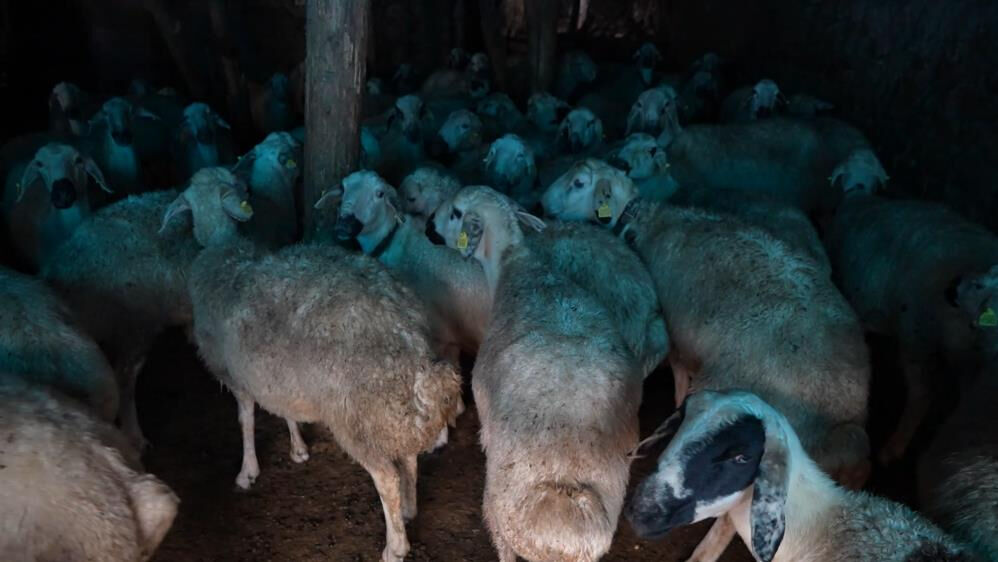 Hayvan gübresi dereyi tıkadı, köyü sel bastı! - 3. Resim