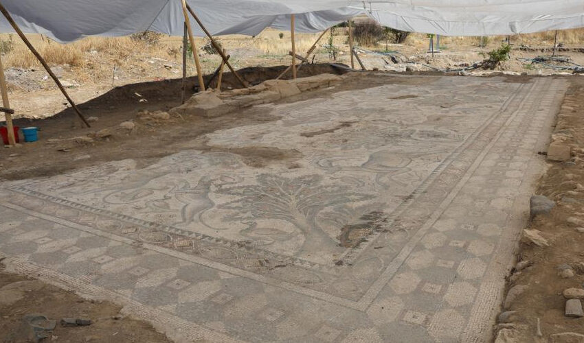 120 bin TL’ye aldığı arsayla hayatı değişti... Fidan dikerken fark etti, Türkiye’de bir ilk! - 8. Resim