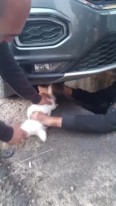 Aracından ses gelince fark etti! Motordan çıkan şeyi görünce şoke oldu - 1. Resim