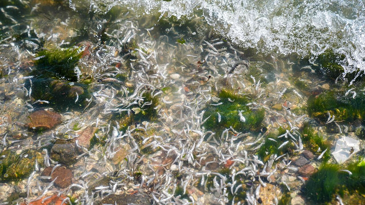 Cumhurbaşkanı Yardımcısı Yılmaz'dan 'kriz' sözleri! “Halkımız kısır çekişme değil hizmet bekliyor” - 1. Resim