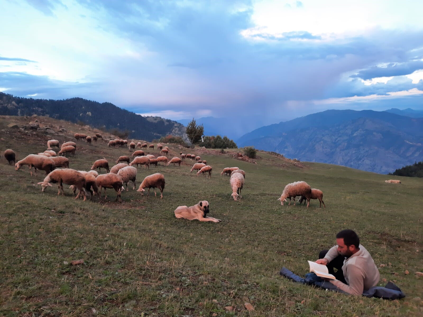 Hayatın cilvesi! İki üniversite bitiren genç, çobanlık yapıyor - 2. Resim