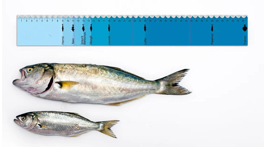 Sahil Güvenlik Kastamonu'da kasa kasa yasak boyutta lüfer yakaladı, binlerce lira ceza kesti - 1. Resim