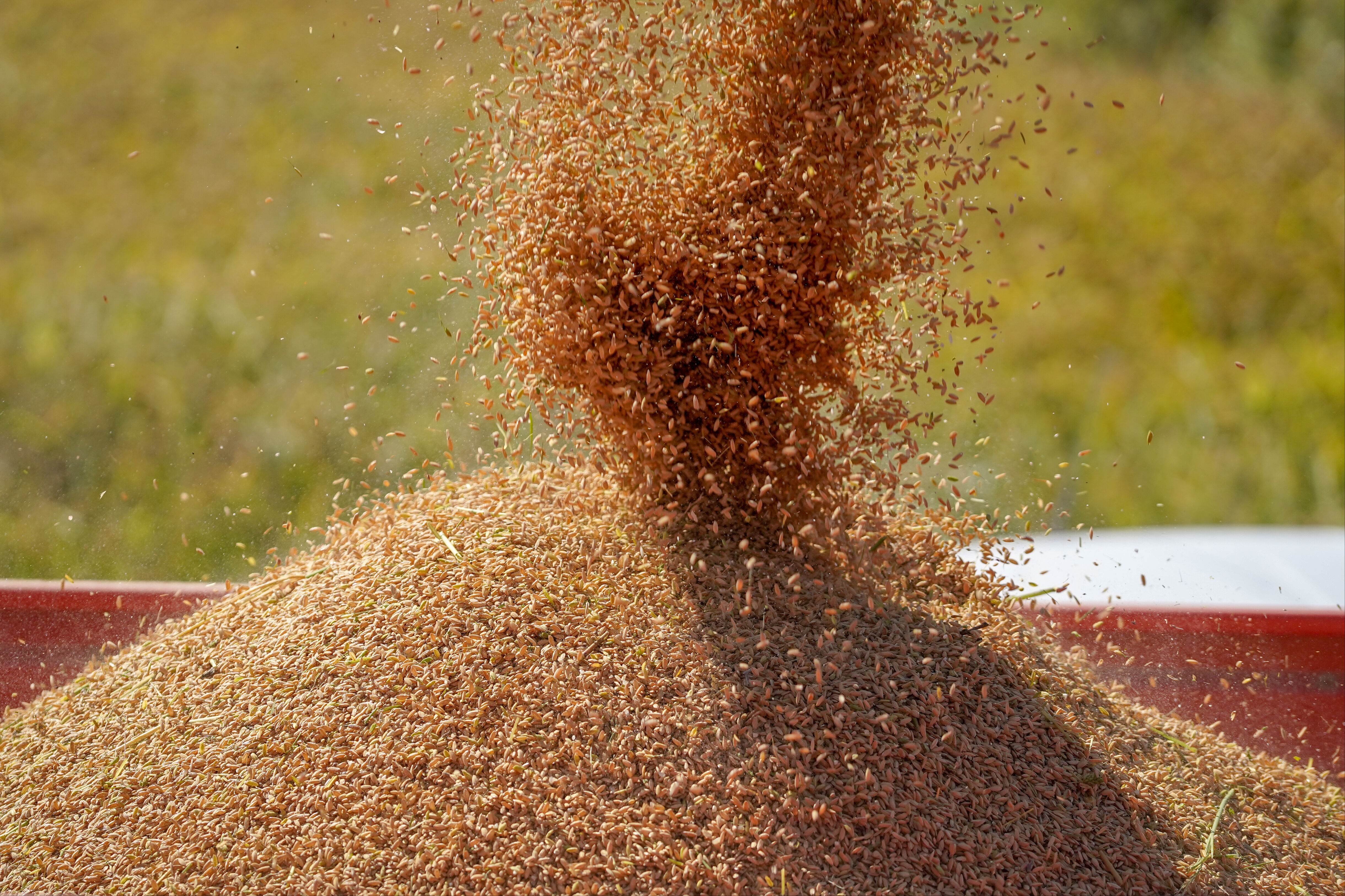 Beyaz altında hasat sürüyor! Kuraklık verimi düşürdü Beyaz altında hasat sürüyor - 3. Resim