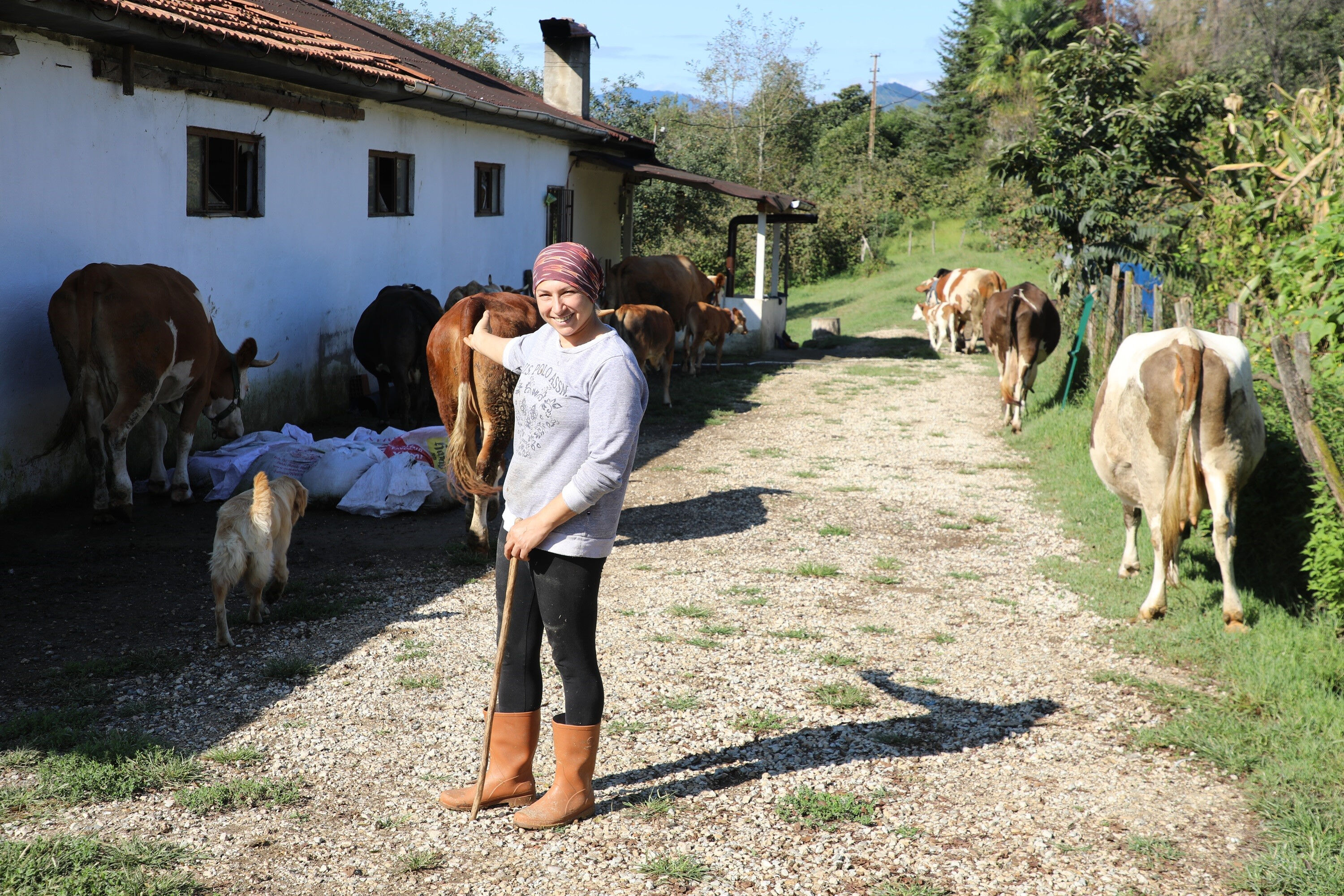 Eşine böyle destek oldu! Tek başına 20 büyükbaş hayvana bakan kadın 200 litre süt üretiyor - 3. Resim