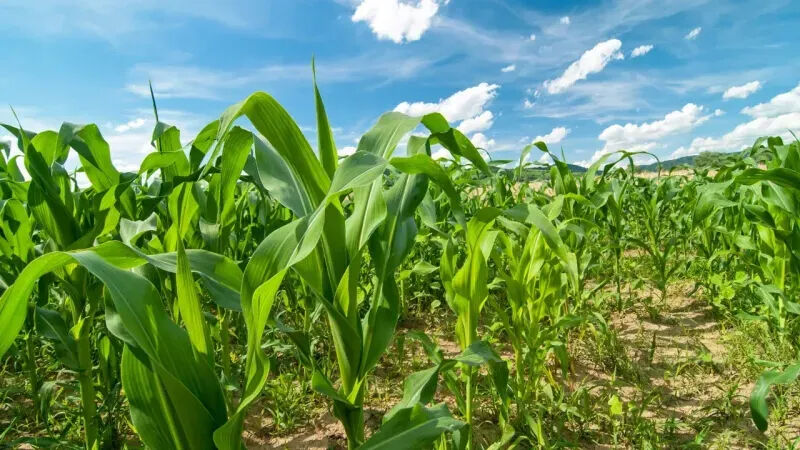 Hektaş rüçhan hakkı kupon satış son tarihi 26 Eylül 2024 olarak belirlendi - 1. Resim