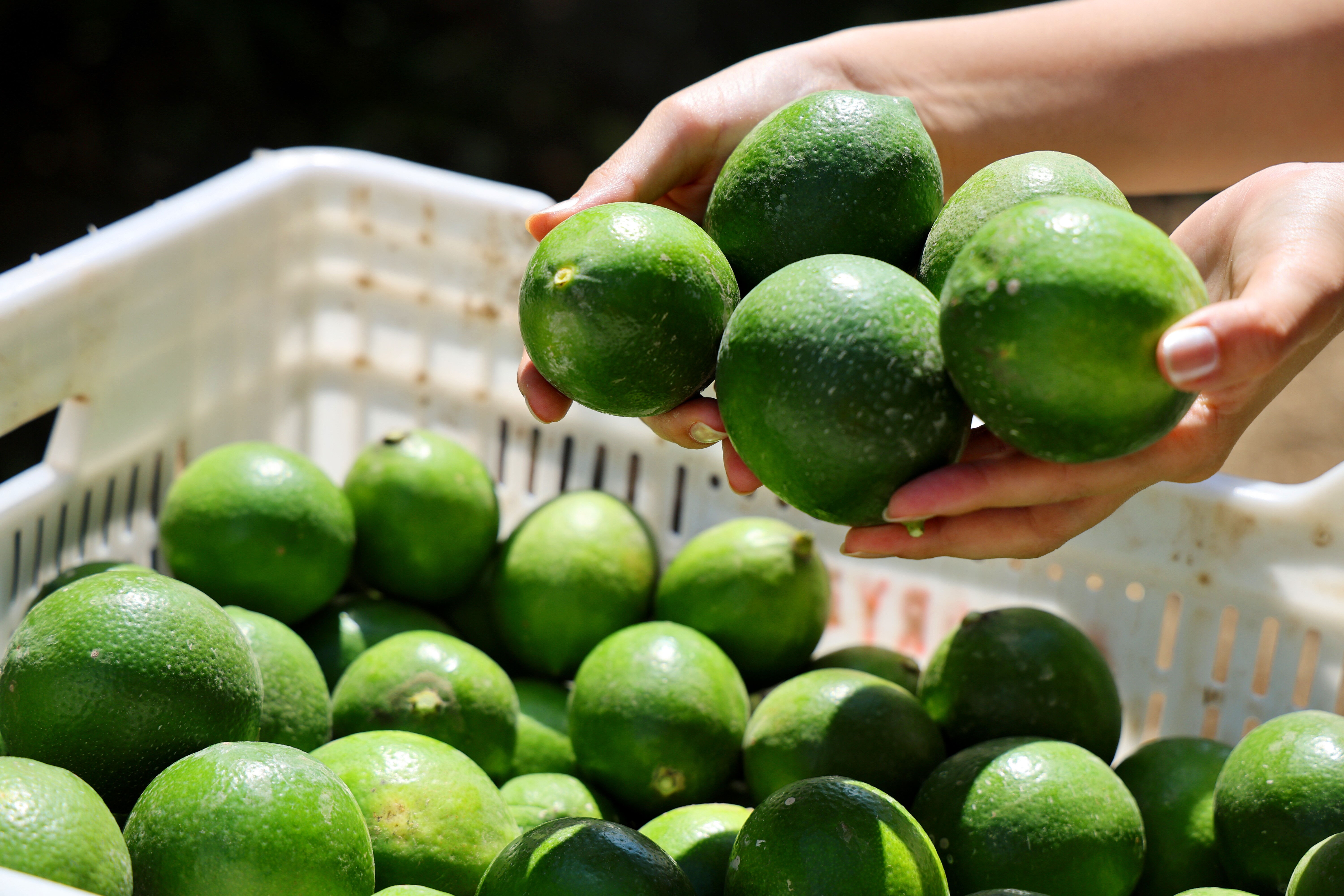 Tarladan markete gelene kadar fiyat 3 katına çıkıyor! Bahçede 8, tezgahta 25 lira - 4. Resim