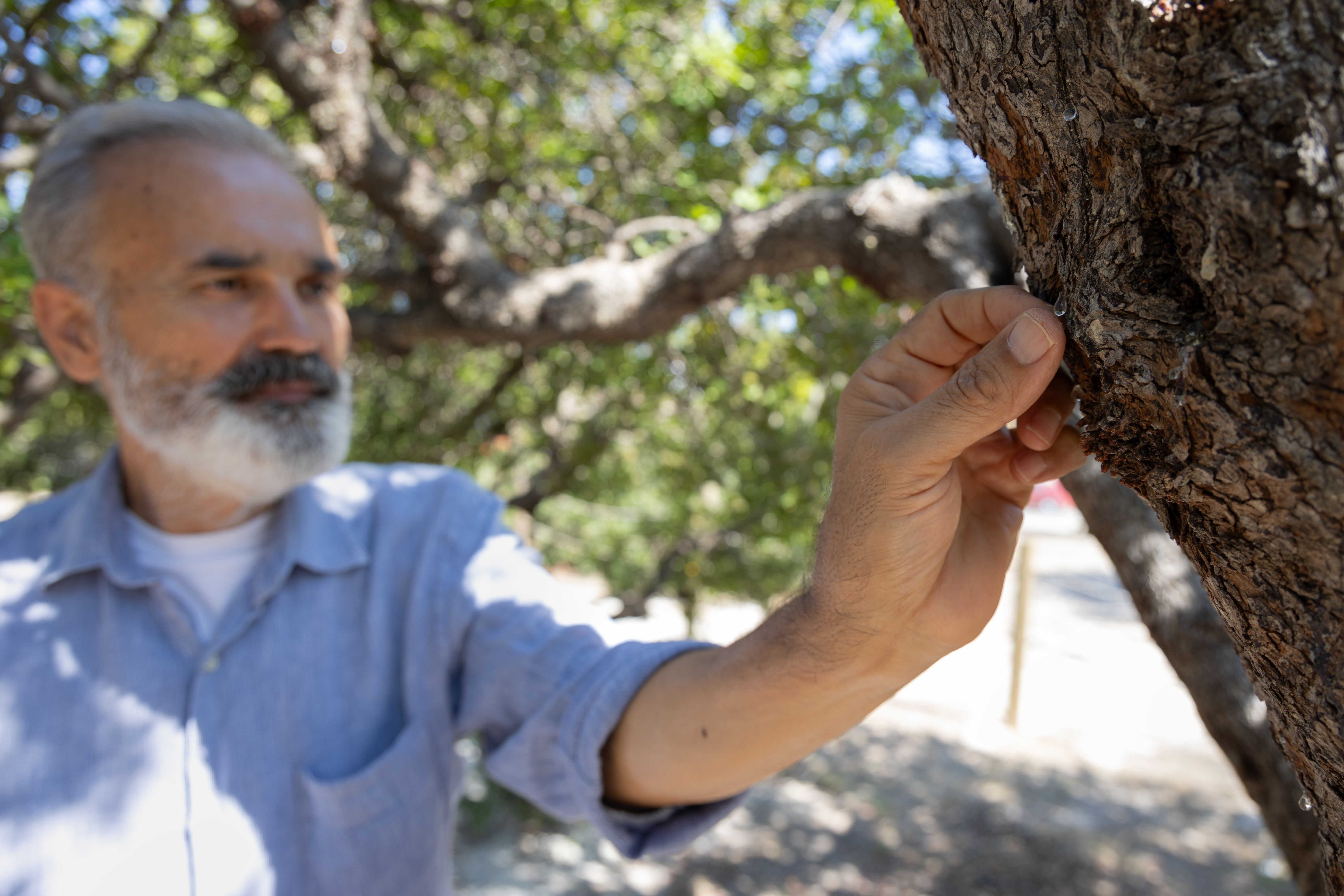 Ağaçlardan özenle toplayıp kilosunu 12 bin liradan satıyorlar! Çeşme, Yunanistan'ı tahtan indirecek Ağaçlardan özenle toplayıp kilosunu 12 bin liradan satıyorlar! Çeşme, Yunanistan'ı tahtan indirecek - 1. Resim