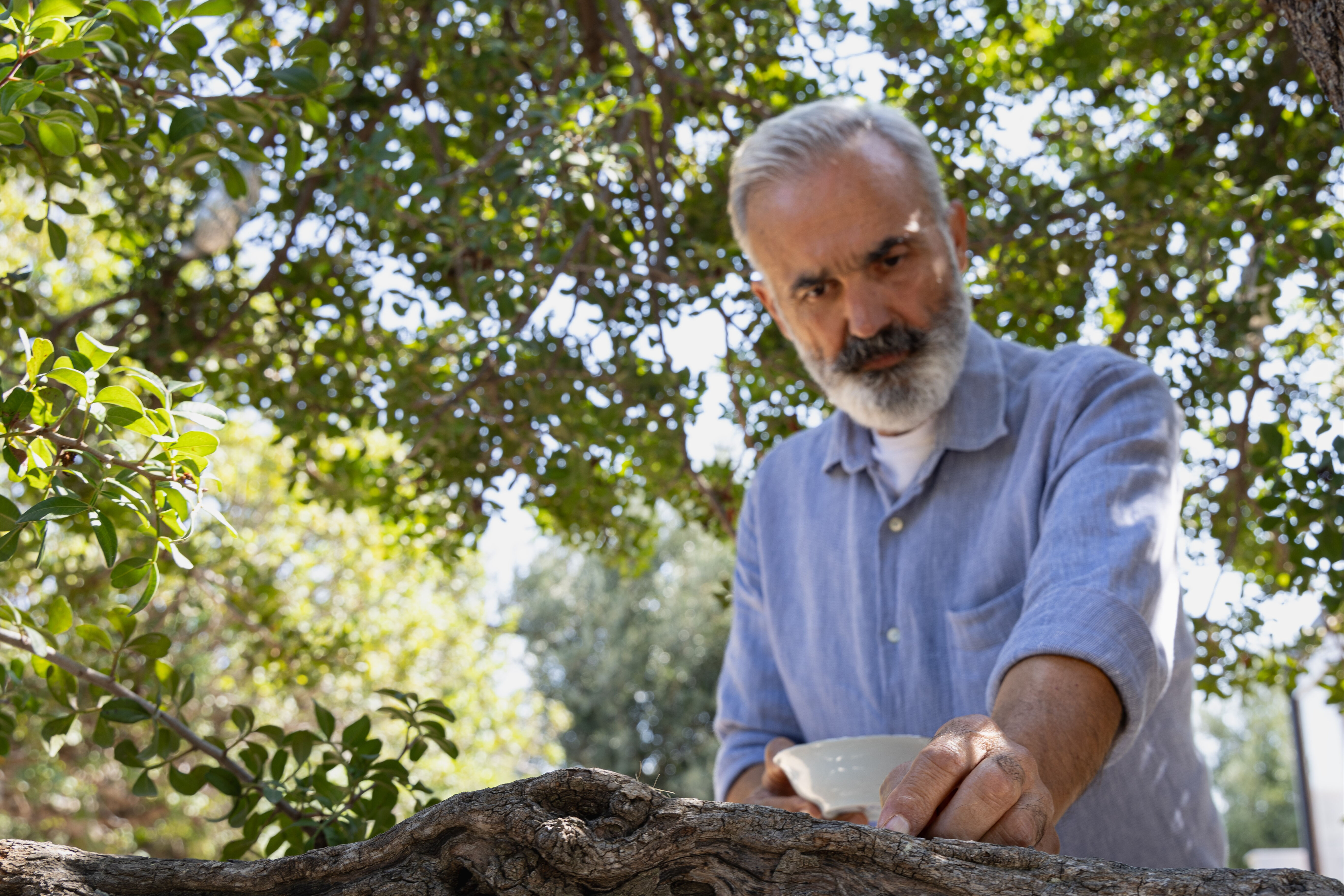 Ağaçlardan özenle toplayıp kilosunu 12 bin liradan satıyorlar! Çeşme, Yunanistan'ı tahtan indirecek Ağaçlardan özenle toplayıp kilosunu 12 bin liradan satıyorlar! Çeşme, Yunanistan'ı tahtan indirecek - 2. Resim