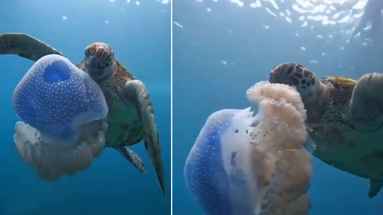 Antalya'da deniz anası yiyen caretta caretta çevreyi kirletenlere ders verdi - 1. Resim