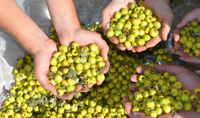 Dalından tek tek toplanıyor, kilosu 75 lira... Kalbi tıkır tıkır çalıştırıyor - 5. Resim