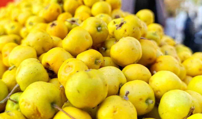 Dalından tek tek toplanıyor, kilosu 75 lira... Kalbi tıkır tıkır çalıştırıyor - 2. Resim