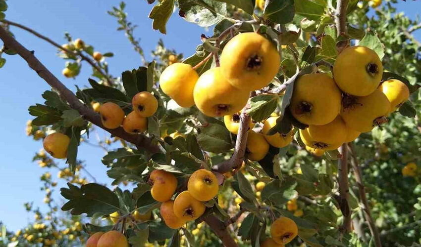 Dalından tek tek toplanıyor, kilosu 75 lira... Kalbi tıkır tıkır çalıştırıyor - 3. Resim