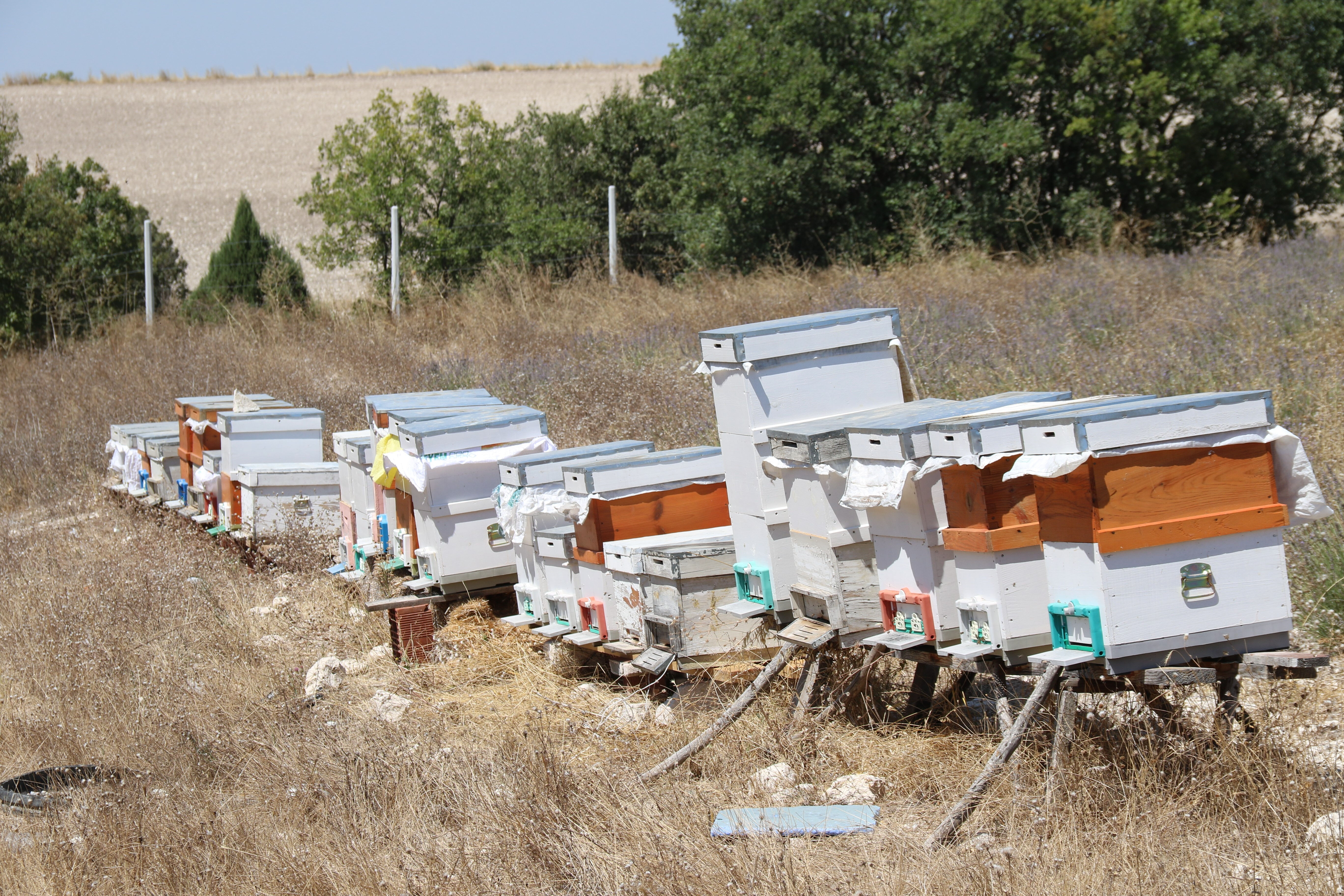 Devlet desteği ile başladı, piyasada nadir bulunuyor! Kilosunu 500 liradan satıyor - 4. Resim