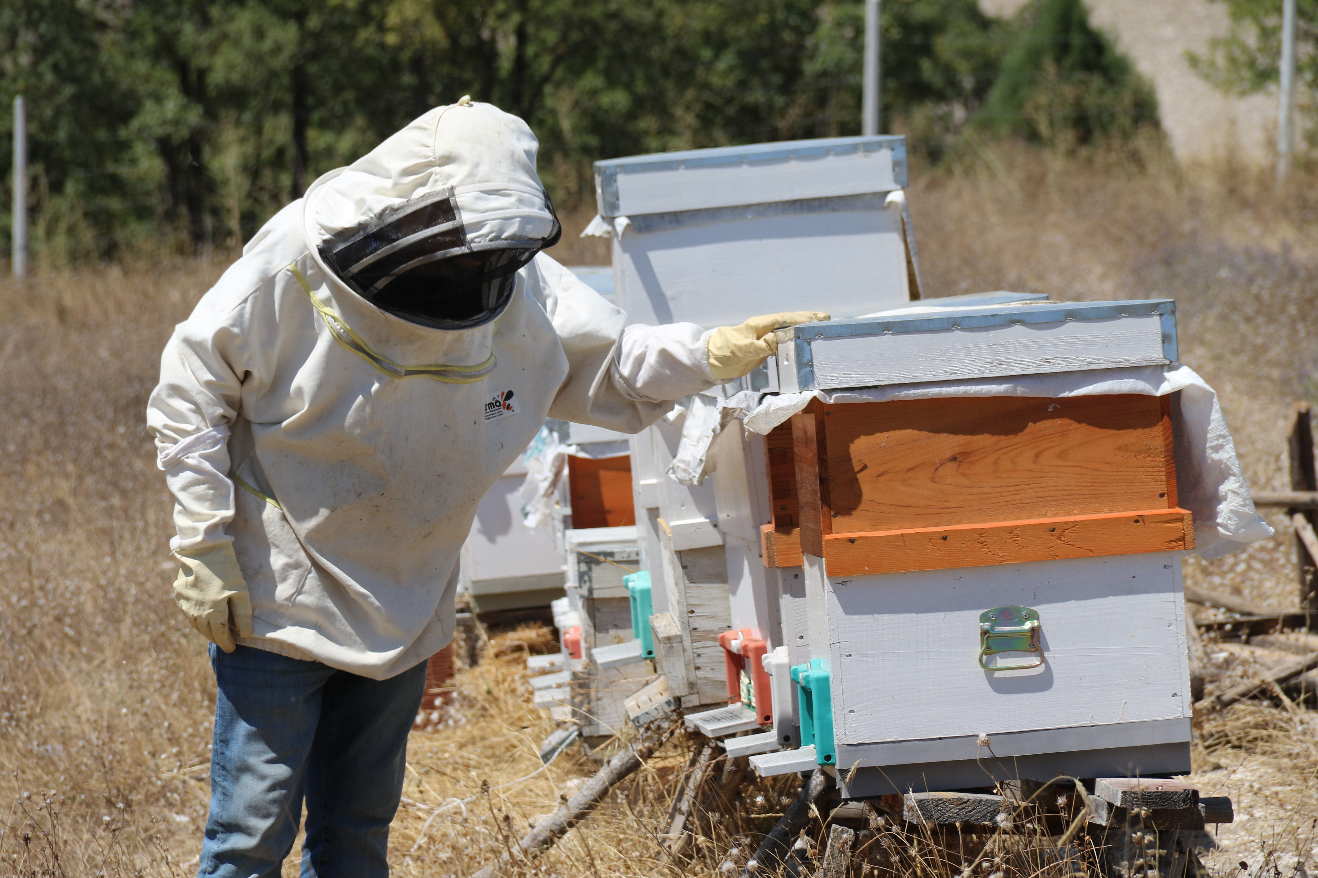 Devlet desteği ile başladı, piyasada nadir bulunuyor! Kilosunu 500 liradan satıyor - 1. Resim
