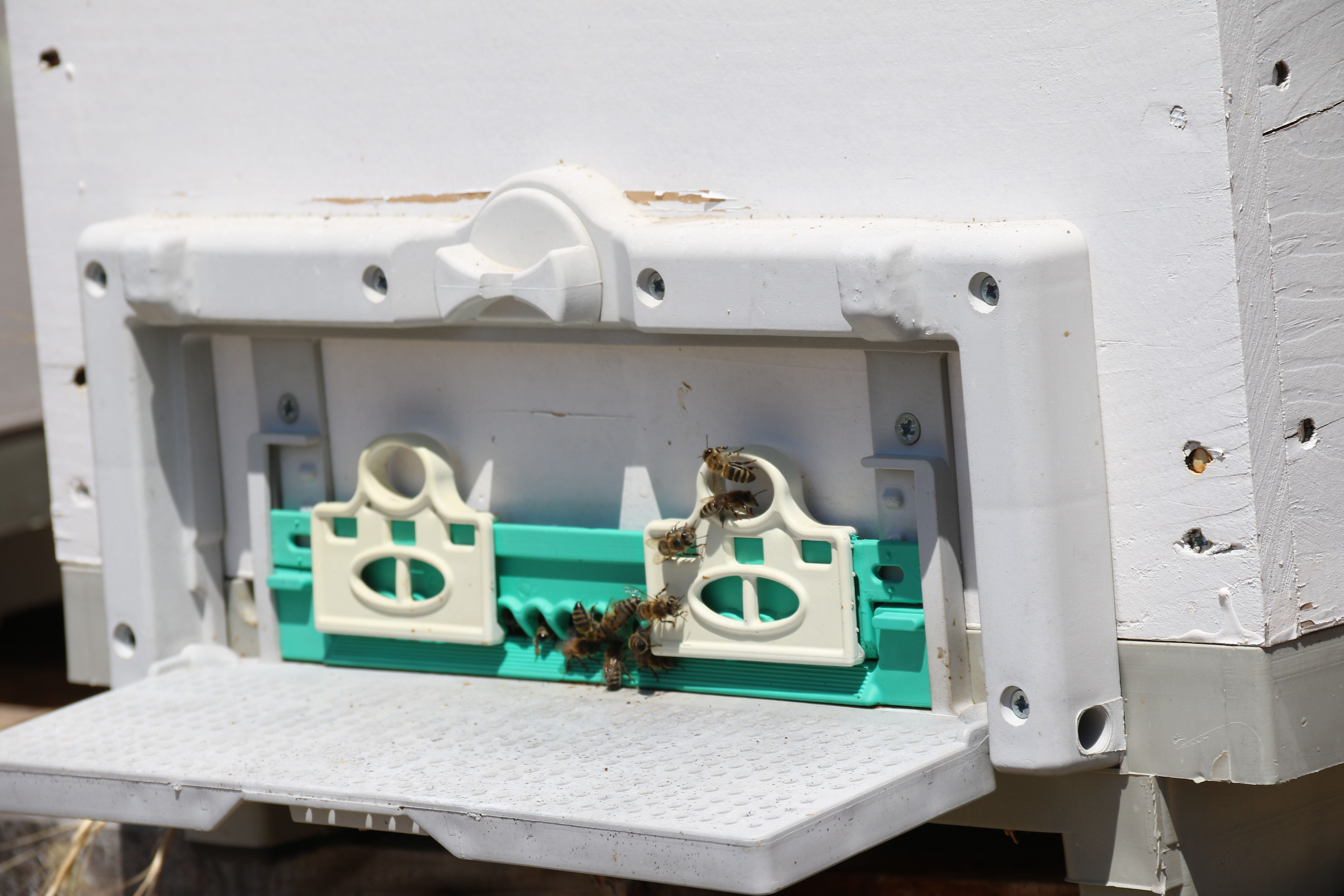 Devlet desteği ile başladı, piyasada nadir bulunuyor! Kilosunu 500 liradan satıyor - 3. Resim