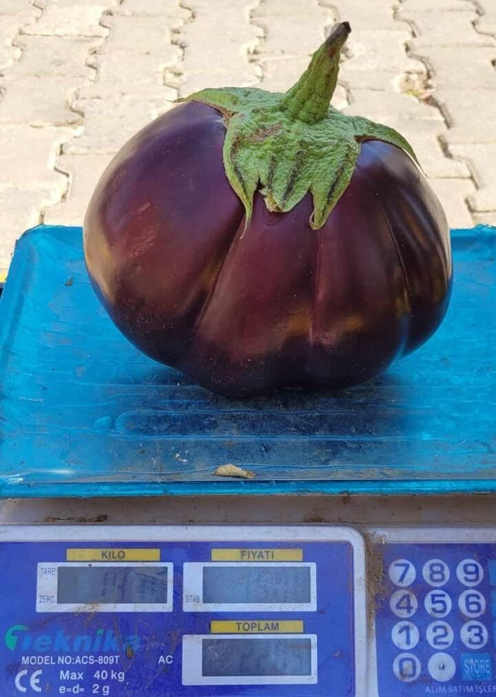 Karpuz gibi patlıcan görenleri şoke etti! Karpuz gibi patlıcan görenleri şoke etti! - 2. Resim