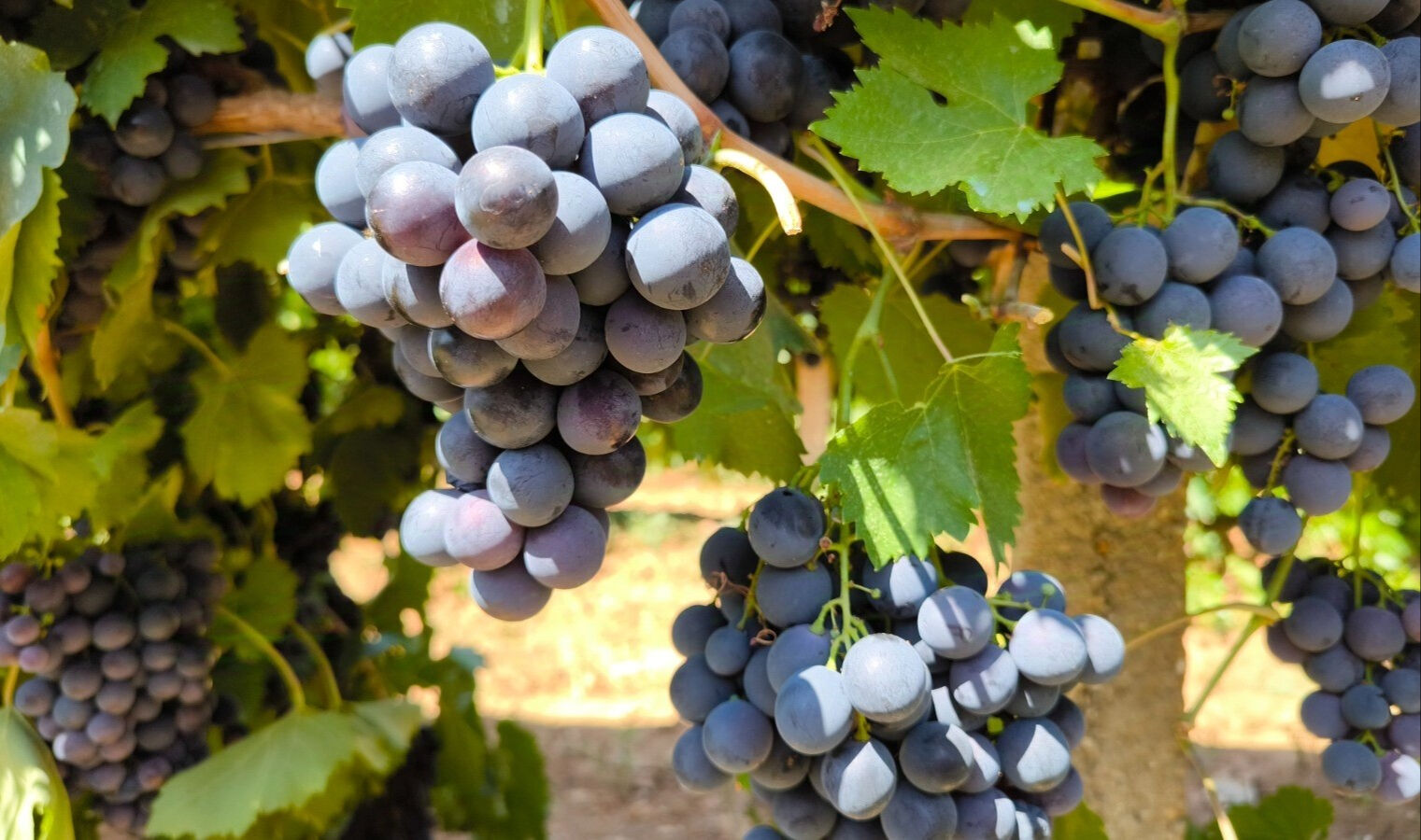 9 sene &ouml;nce televizyonda g&ouml;r&uuml;p &uuml;retime başladı, şimdi 1 d&ouml;n&uuml;m araziden 4 ton hasat alıyor - 2. Resim