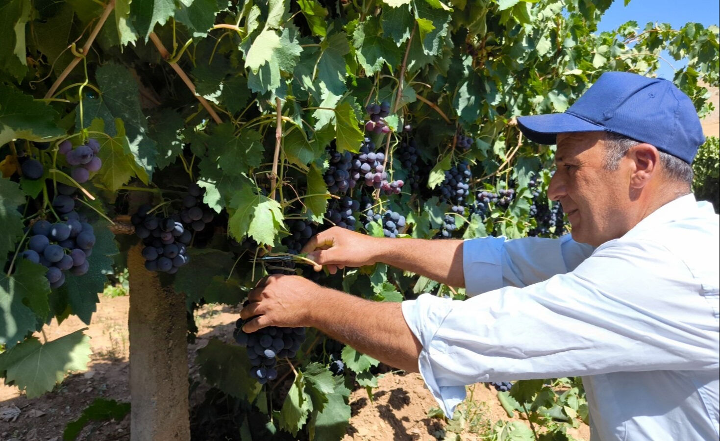 9 sene &ouml;nce televizyonda g&ouml;r&uuml;p &uuml;retime başladı, şimdi 1 d&ouml;n&uuml;m araziden 4 ton hasat alıyor - 1. Resim