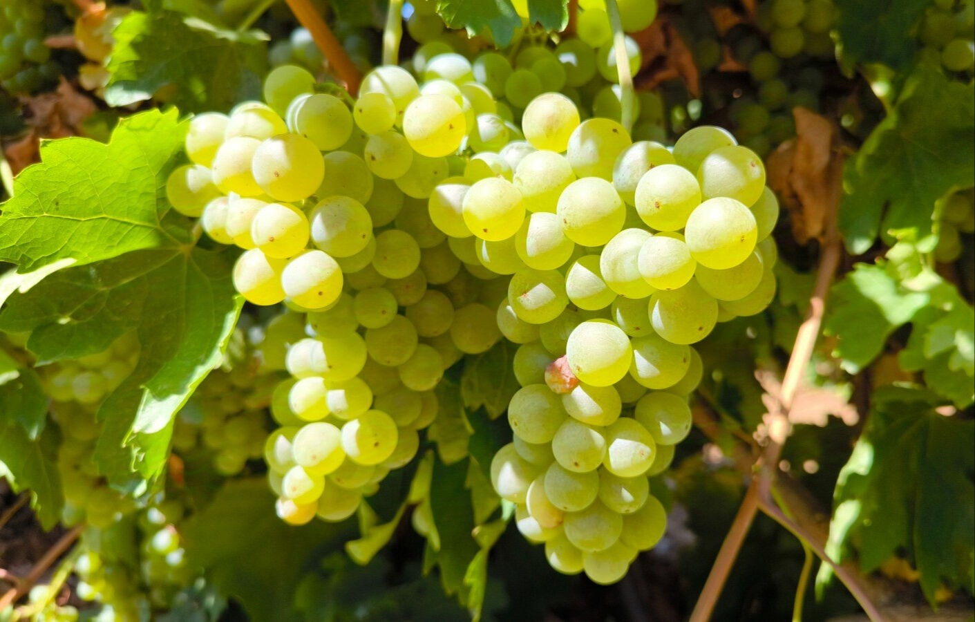 9 sene &ouml;nce televizyonda g&ouml;r&uuml;p &uuml;retime başladı, şimdi 1 d&ouml;n&uuml;m araziden 4 ton hasat alıyor - 3. Resim