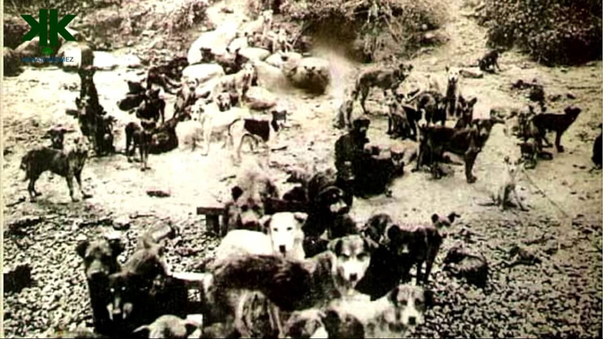 Ekolojik dengenin olmazsa olmazı: Kedi ve köpekler Ekolojik dengenin gönüllü işçileri: Kediler ve köpekler - 3. Resim