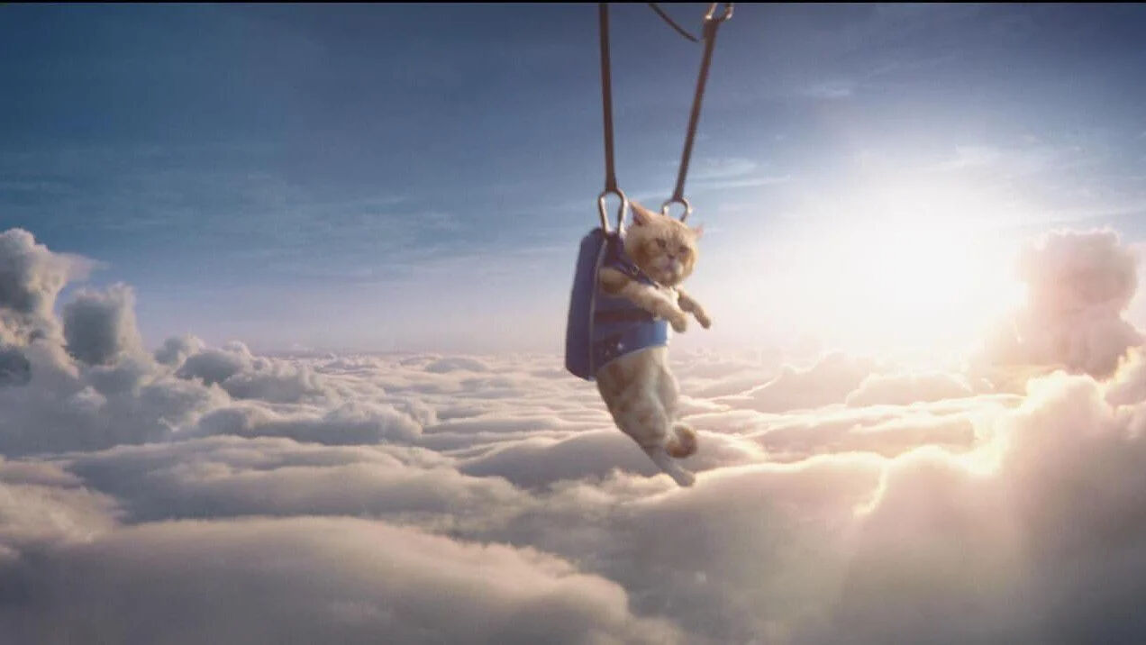 Ekolojik dengenin olmazsa olmazı: Kedi ve köpekler Ekolojik dengenin gönüllü işçileri: Kediler ve köpekler - 1. Resim