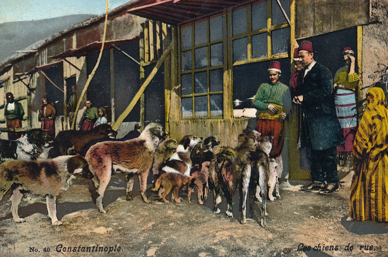 Ekolojik dengenin olmazsa olmazı: Kedi ve köpekler Ekolojik dengenin gönüllü işçileri: Kediler ve köpekler - 2. Resim